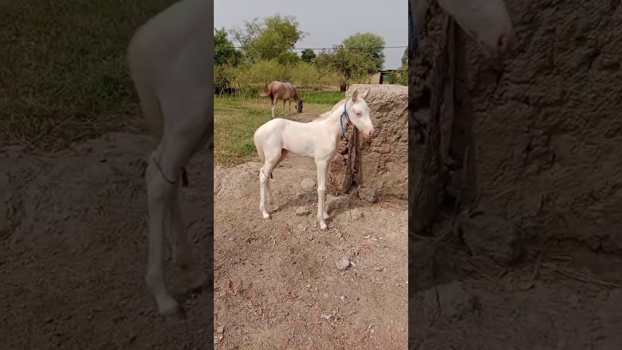 Nukri filly #balochihorses #nukra#ghoda#desighoda#pakistan #mushkaghora