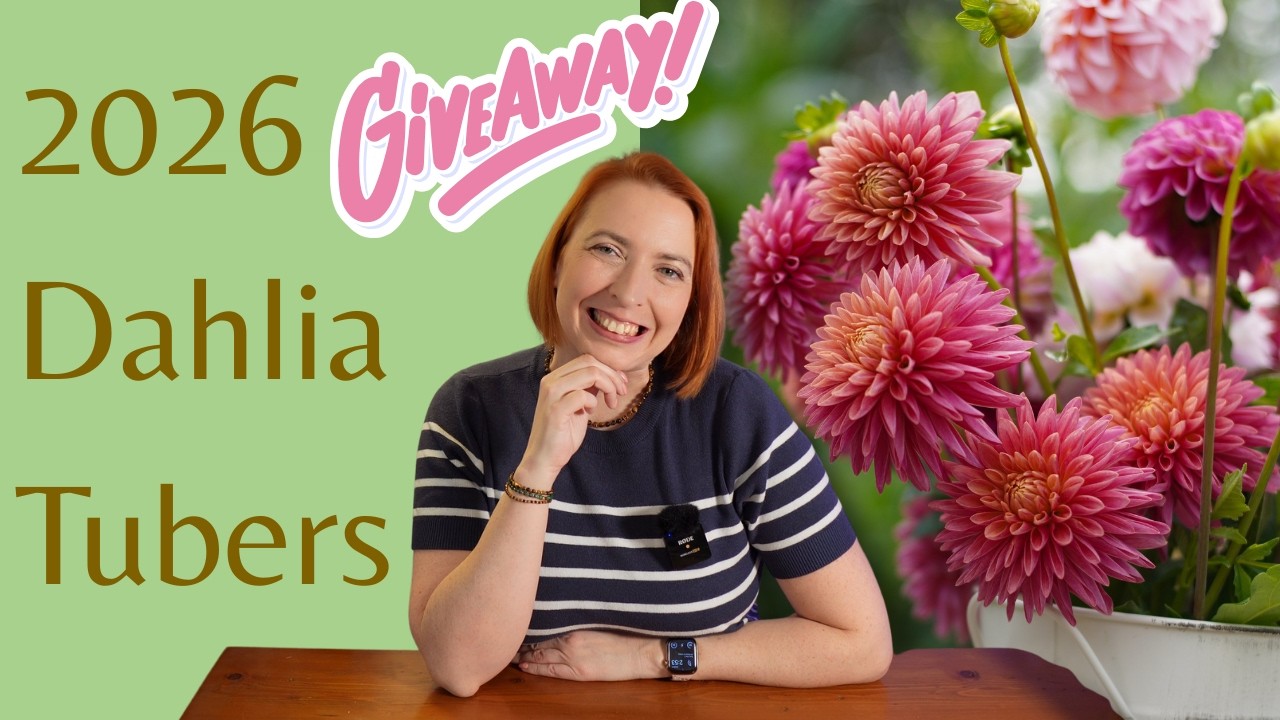 Every Dahlia I’ll Grow in 2026 | Cut Flower Favorites + Tuber Giveaway