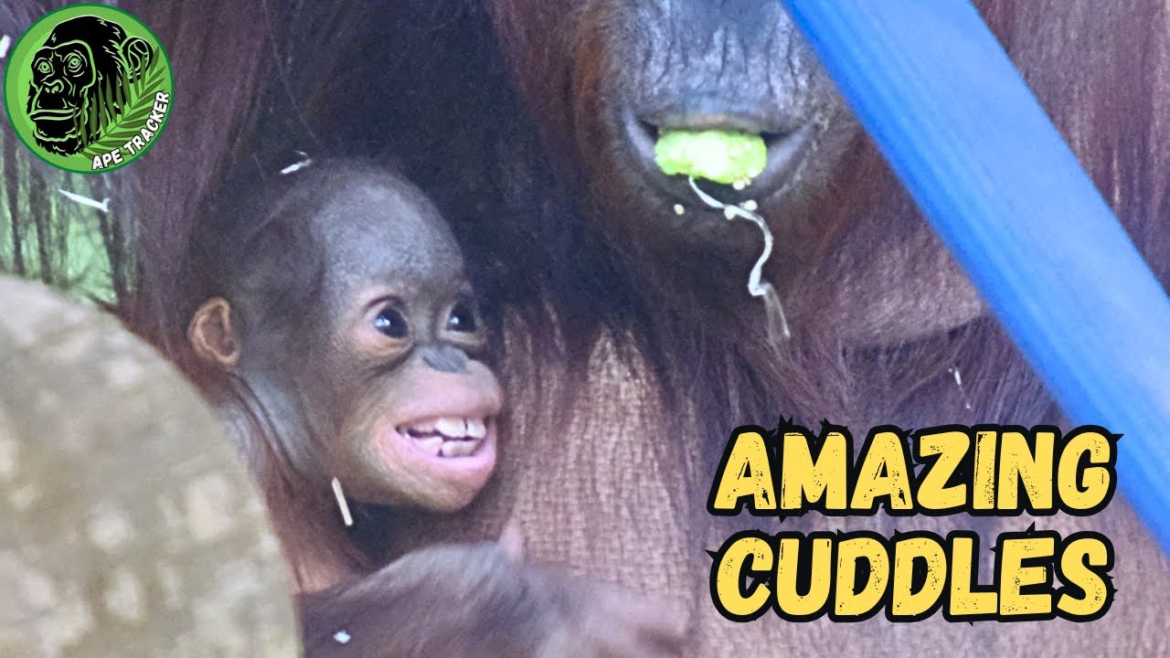 Baby Orangutan Jarang Enjoys Amazing Cuddles