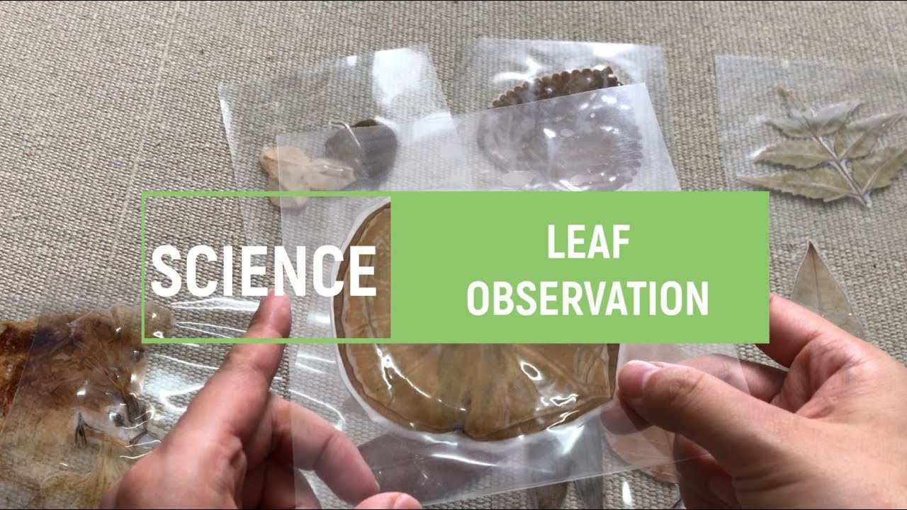 [VMI] Science - Leaf Observation -Parts of the Leaf - Montessori