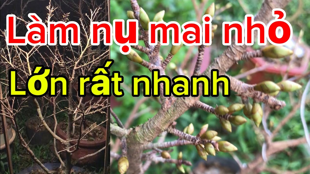 Làm cách này thì nụ mai nhỏ sẽ to lên ngay lập tức