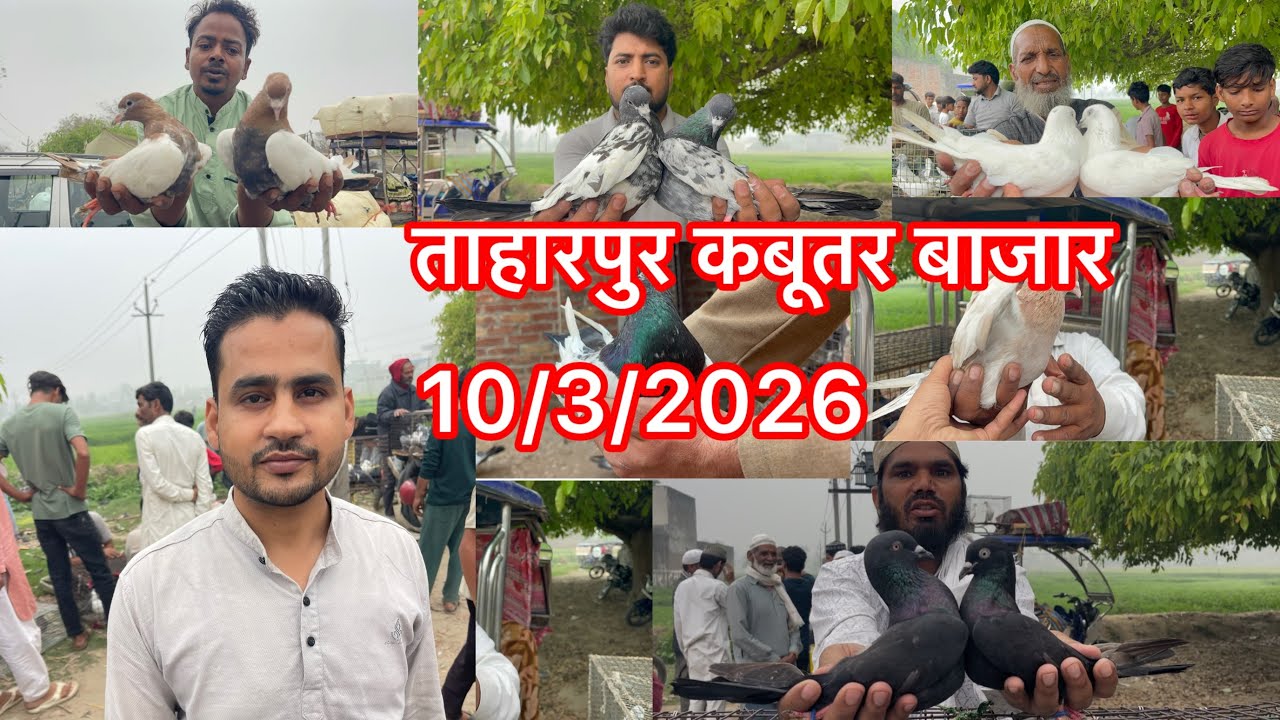 ताहारपुर कबूतर बाजार Taharpur Kabootar market 10/3/2026 new video 