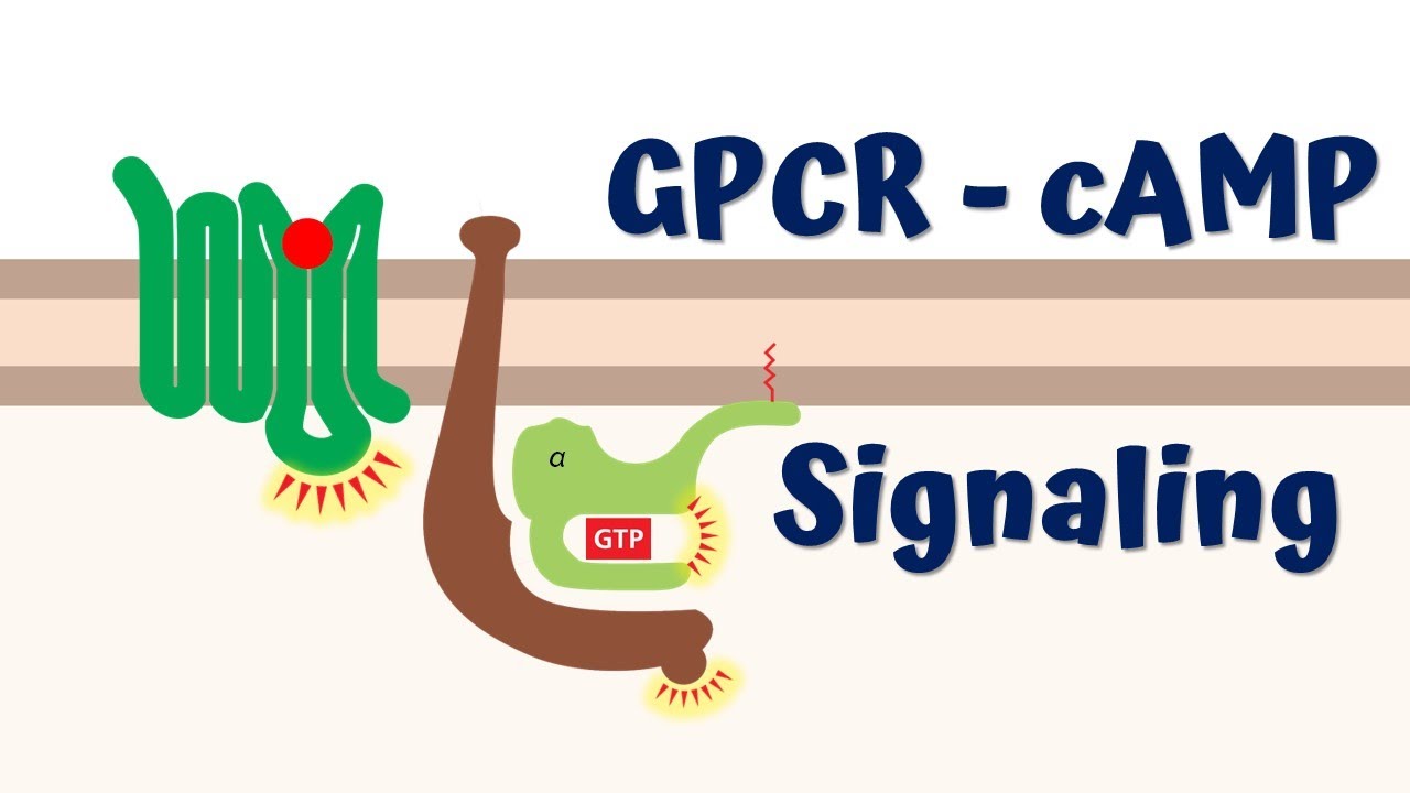 GPCR cAMP signaling || Second messenger cAMP || 4K Animation