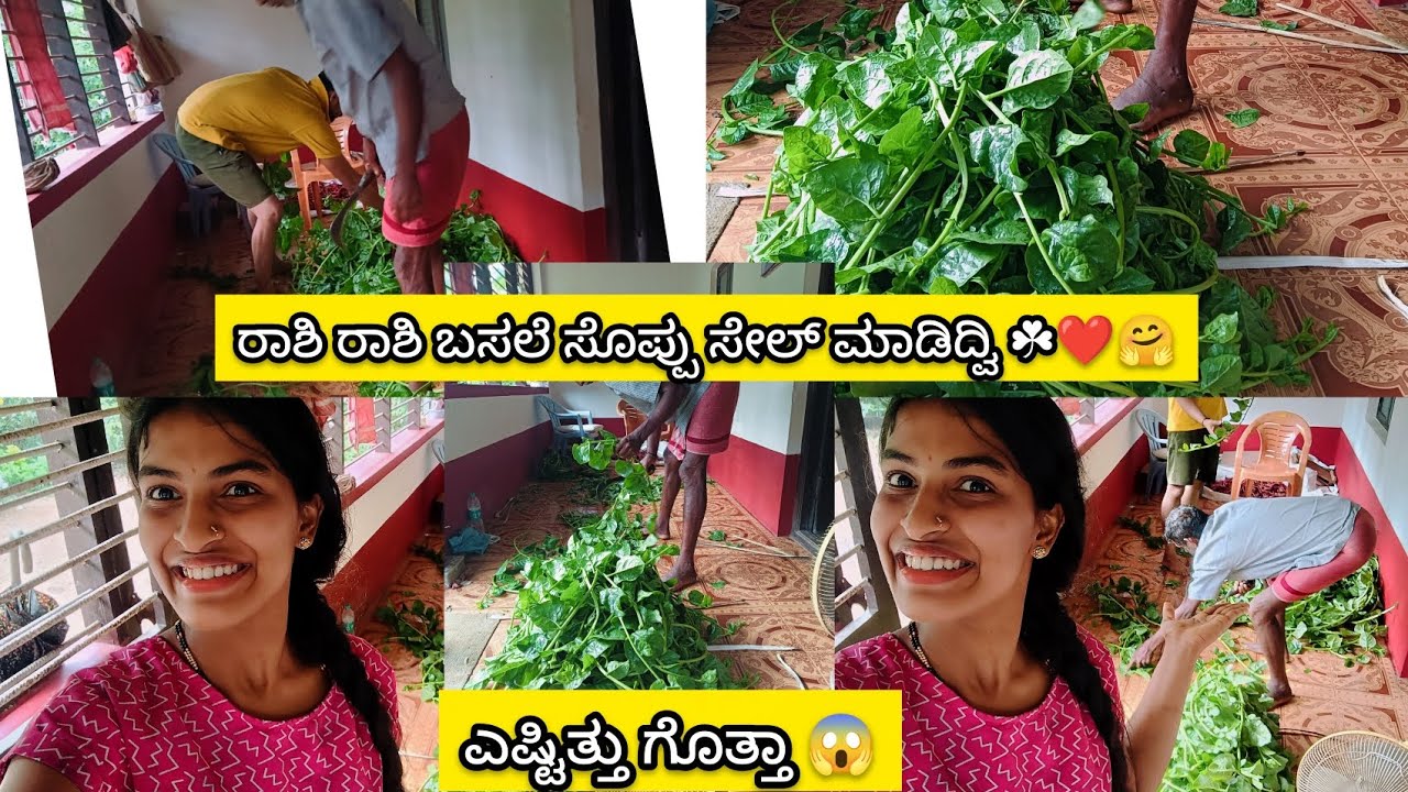 ರಾಶಿ ರಾಶಿ ಬಸಲೆ ಸೊಪ್ಪು ಸೇಲ್ ಮಾಡಿದ್ವಿ☘️❤️ಎಷ್ಟಿತ್ತು ಗೊತ್ತಾ😱