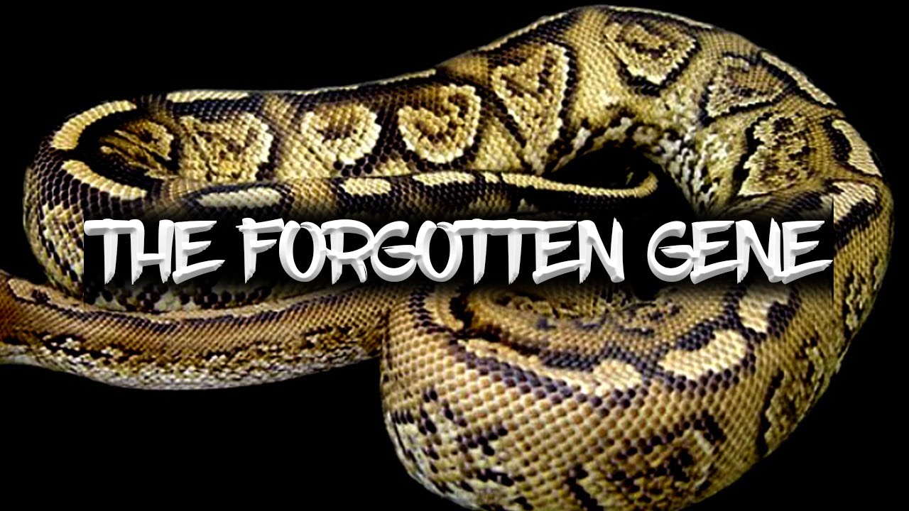 The 'Paint' Ball Python (The Forgotten Gene)