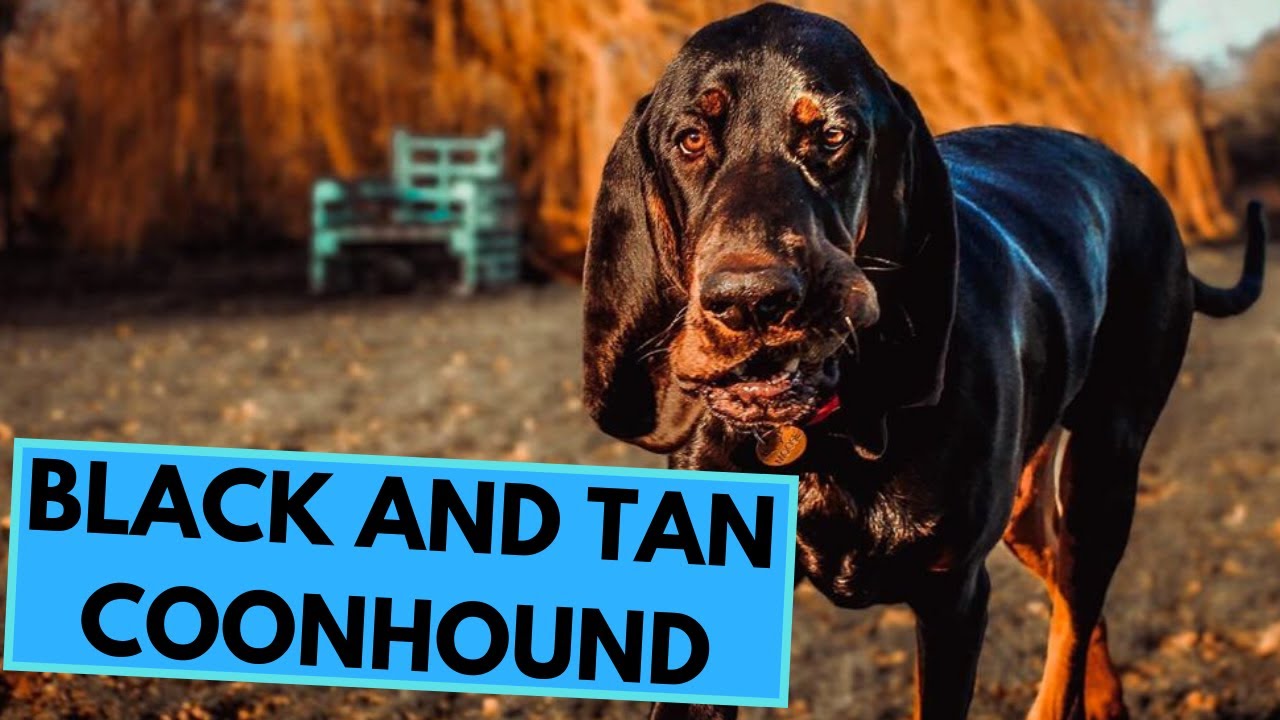 Black and Tan Coonhound - TOP 10 Interesting Facts