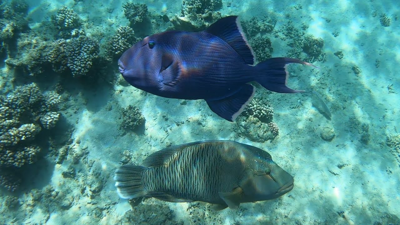 Snorkeling at Novotel Beach Hotel, Naama Bay, Sharm El Sheikh, Egypt (1080p)