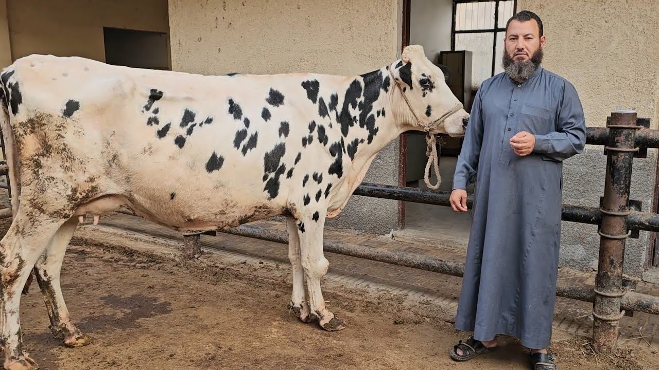 عرض السلالات النادرة جاموس والد بسعر  مش موجود من قسم الإنتاج الحيواني مركز تحسين السلالات