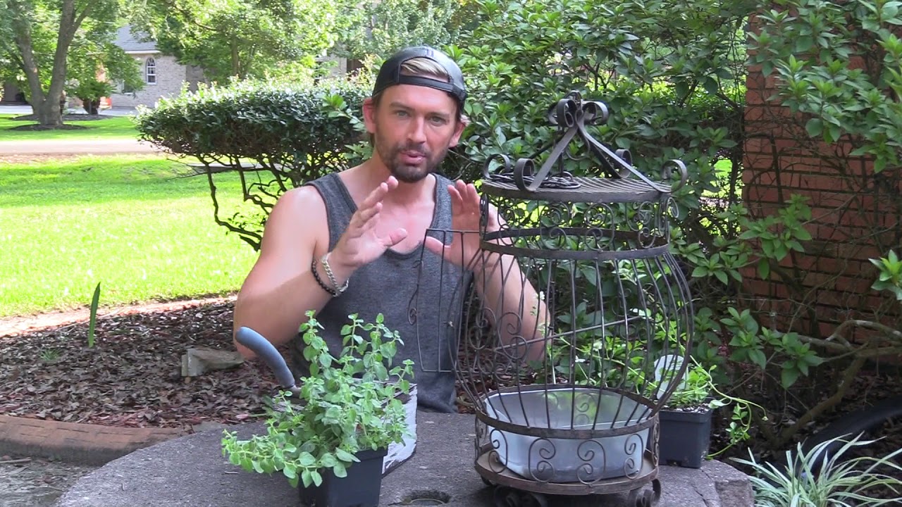 The Gentleman Caller's Bird Cage Planter www.AustininHouston.com