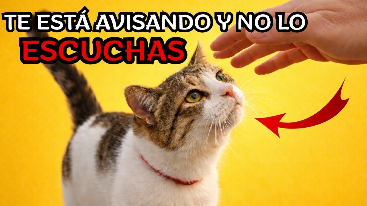 9 Comportamientos que hace tu gato y tú las ves como cariño(pero no lo es)