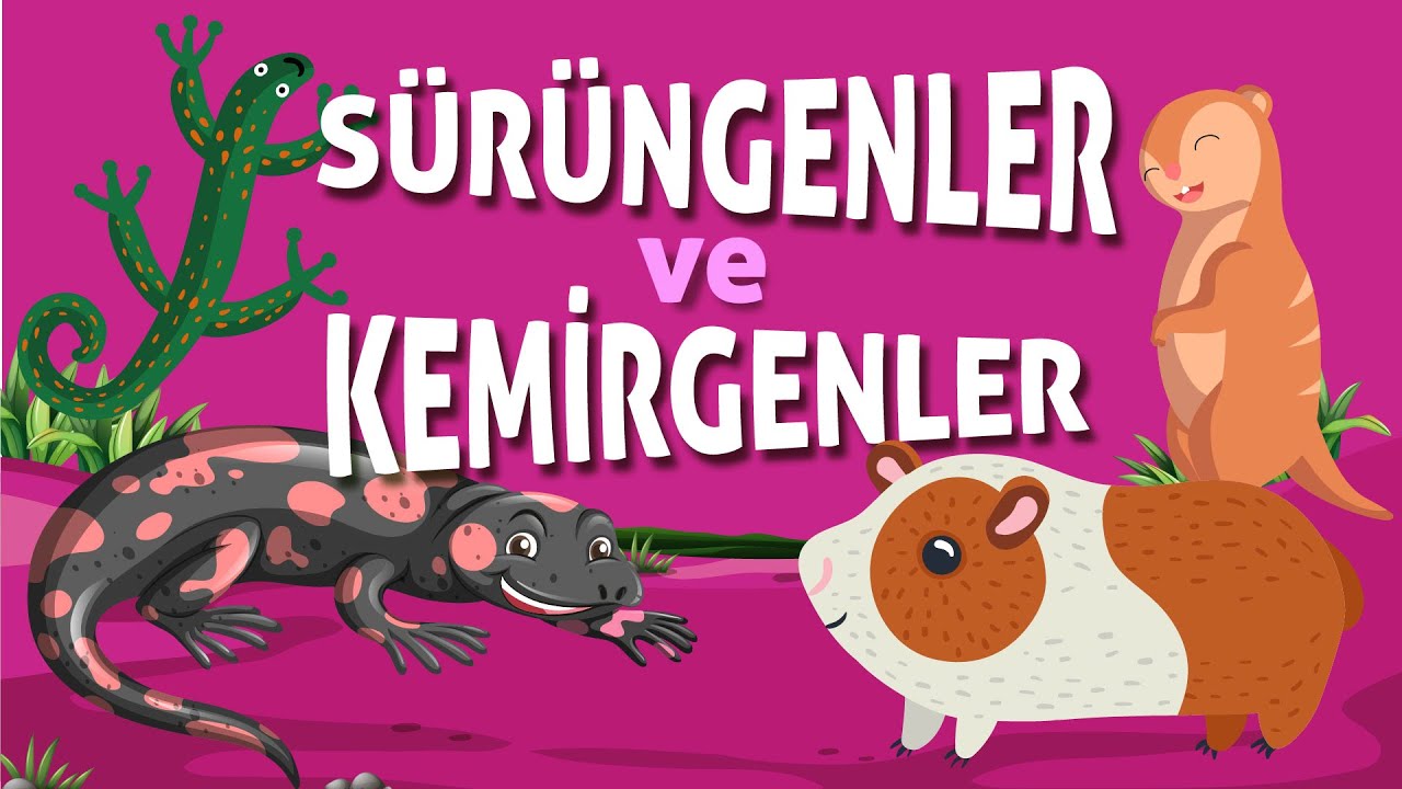 Sürüngenler ve Kemirgenler | Sürüngen Hayvanları Tanıyalım | Kemirgen Hayvanları Öğreniyoruz |