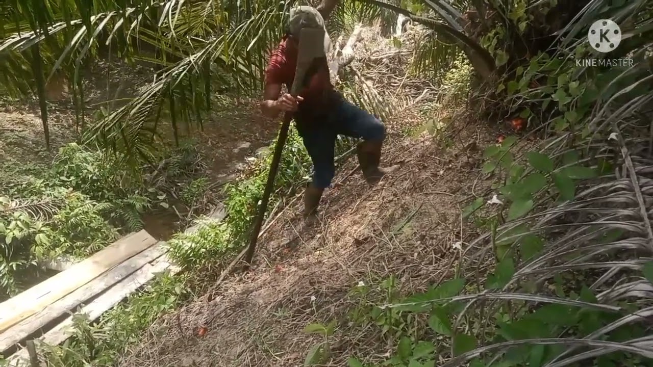 resiko panen di lahan miring/tebing