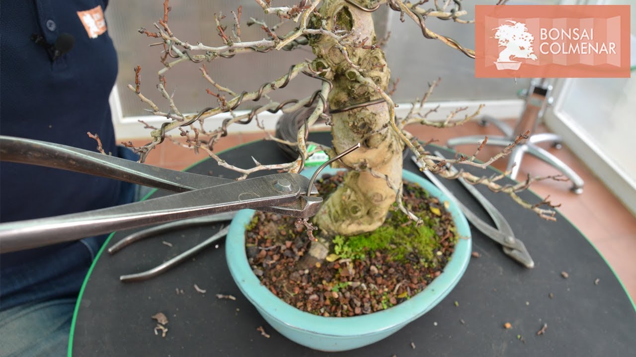 Poda de crataegus - Bonsai Colmenar