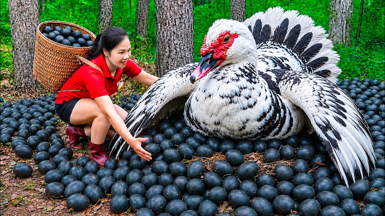 Insane Harvesting Jungle Duck, Black Eggs to Sell | Father duck builds secret nest to lay eggs
