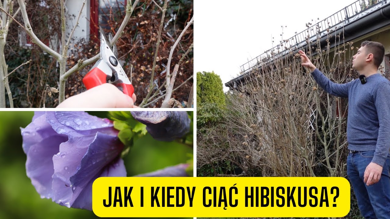Jak i kiedy ciąć hibiskusa? Pielęgnacja ketmii syryjskiej po zimie