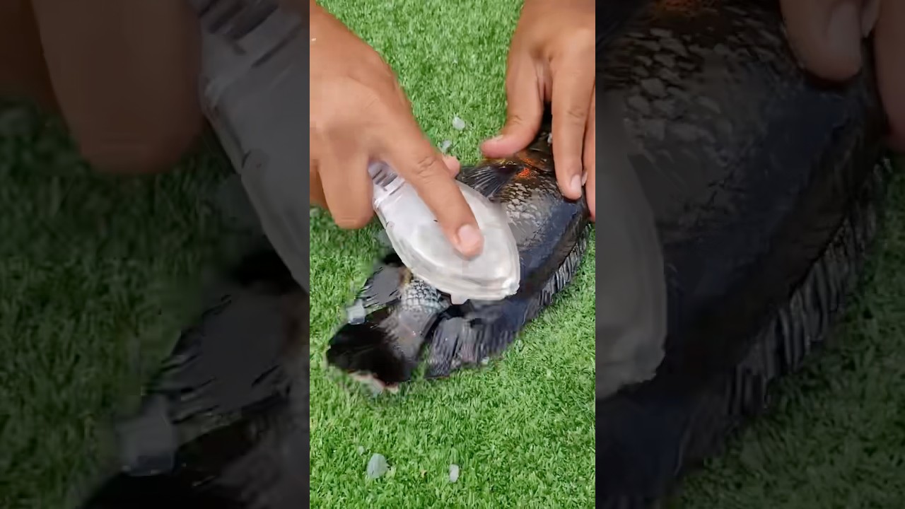 Tested The world fastest fishing scaler