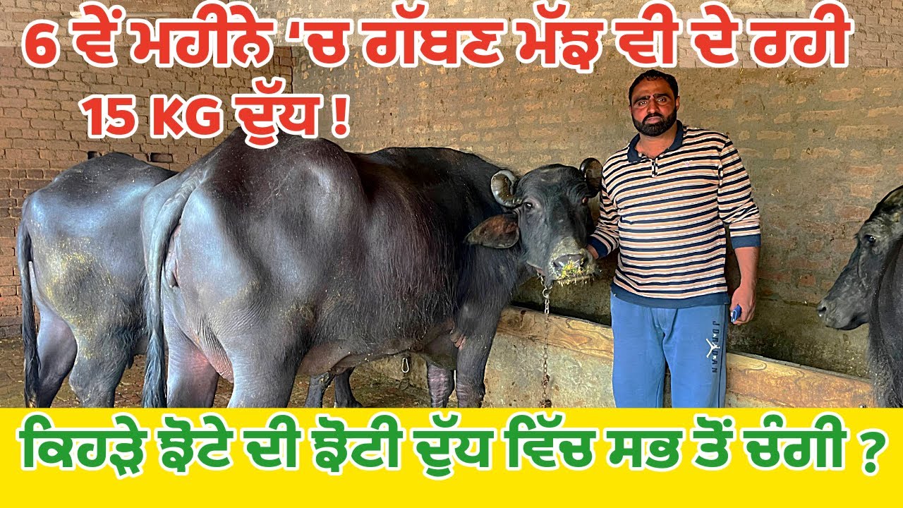 ਨਸਲ ਸੁਧਾਰ ਲਈ ਕਿਹੜਾ ਝੋਟਾ ਵਰਤੀਏ||20+ ਦੁੱਧ ਵਾਲੀਆਂ ਮੱਝਾਂ ਦੇ ਲਈ ਖੁਰਾਕ||ਲੰਮਾ ਸਮਾਂ ਦੁੱਧ ਦੇਣ ਵਾਲੀਆਂ ਮੱਝਾਂ||
