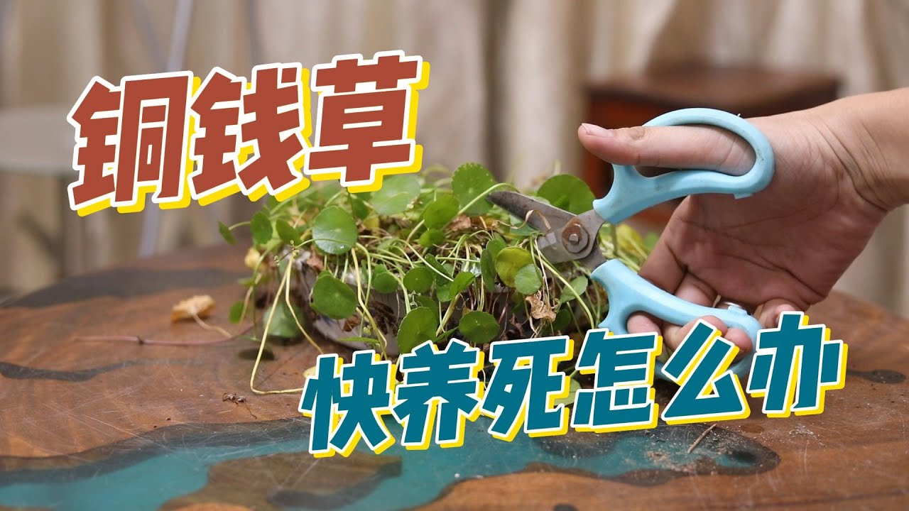 铜钱草快养死了怎么办？园艺师教你，如何拯救一盆铜钱