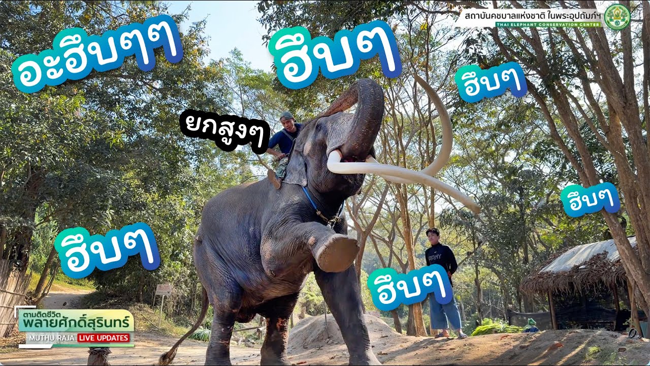 ตามติดชีวิต #พลายศักดิ์สุรินทร์ 3 ก.พ. 2569