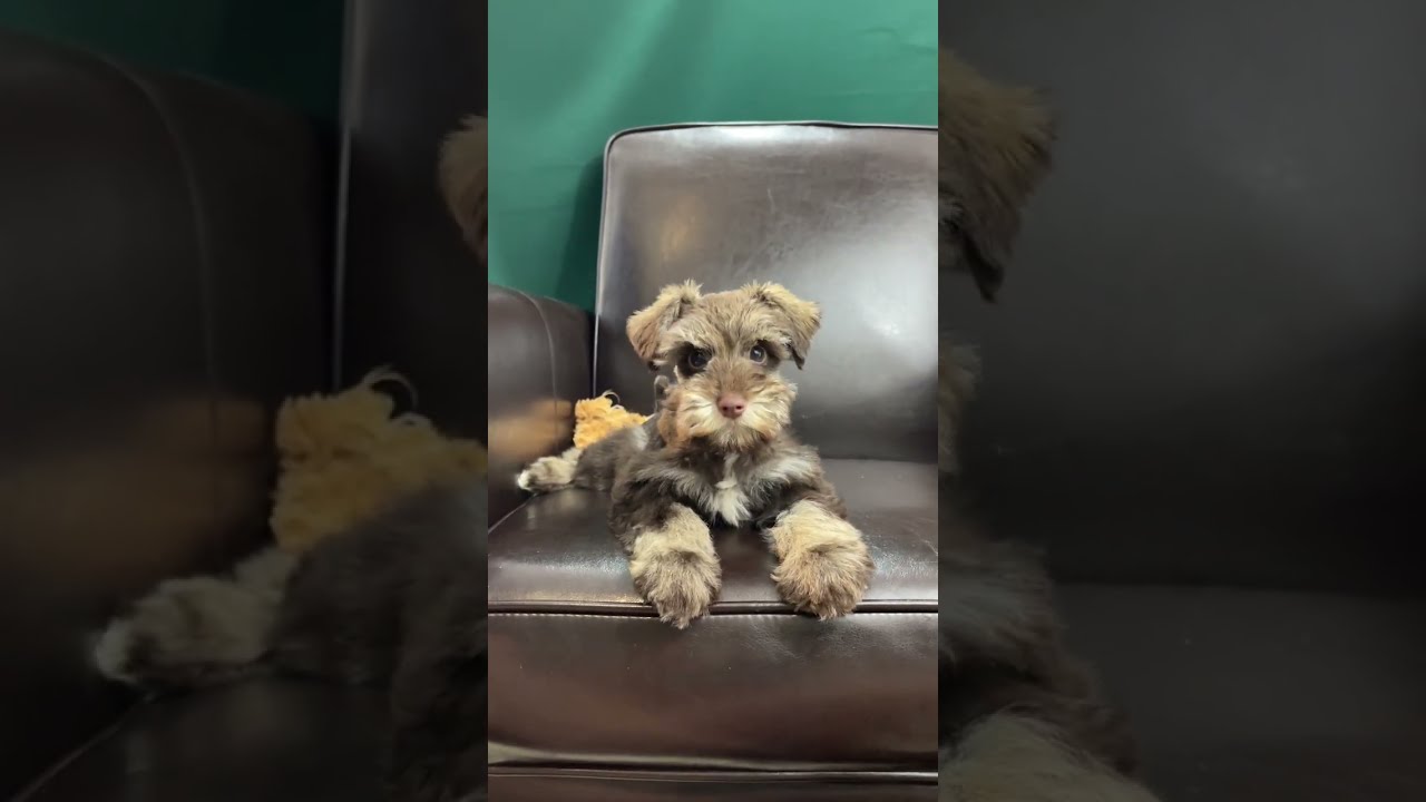 The Tough Mini Schnauzer
