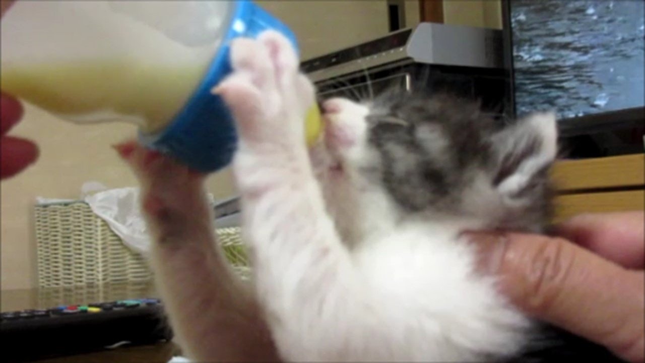 子猫赤ちゃん保護　ミルクを飲む勢いがすごい　お手々もパタパタ