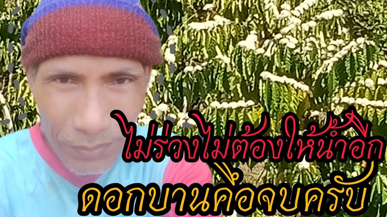 ลงทุนน้อย ไม่ต้องปัดดอก#กาแฟใต้