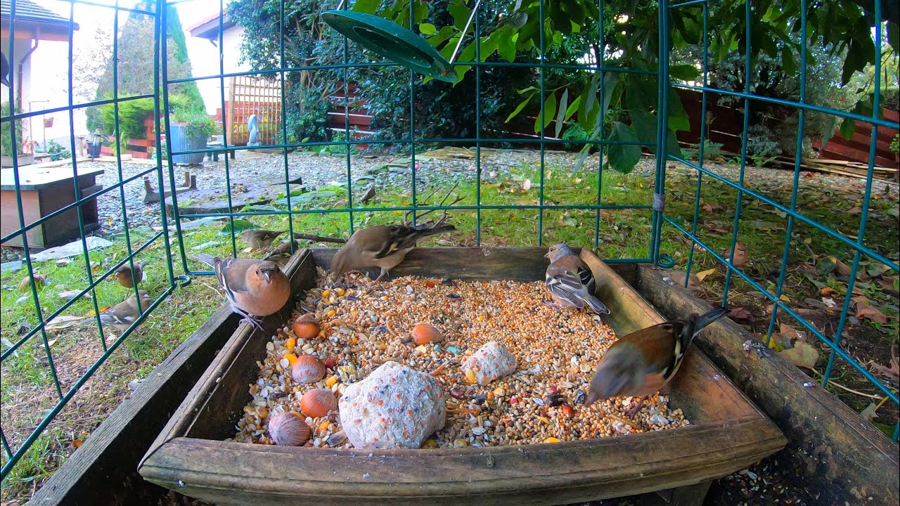 🦅wildlife visitors up close.🐿️​