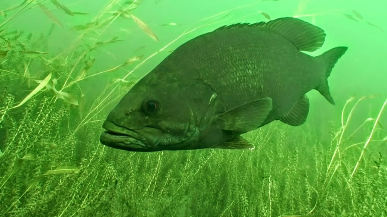 How Weather Influences Fish Behavior and Location
