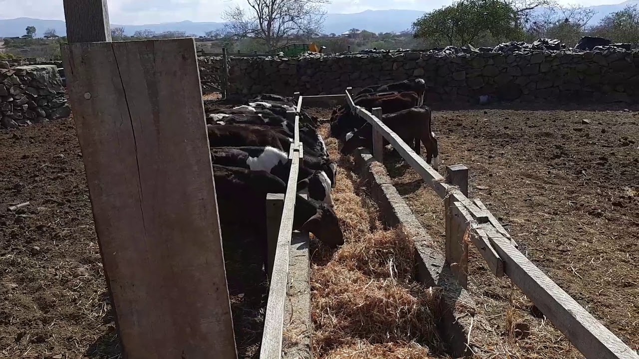 Terneros holstein ganaderia RV