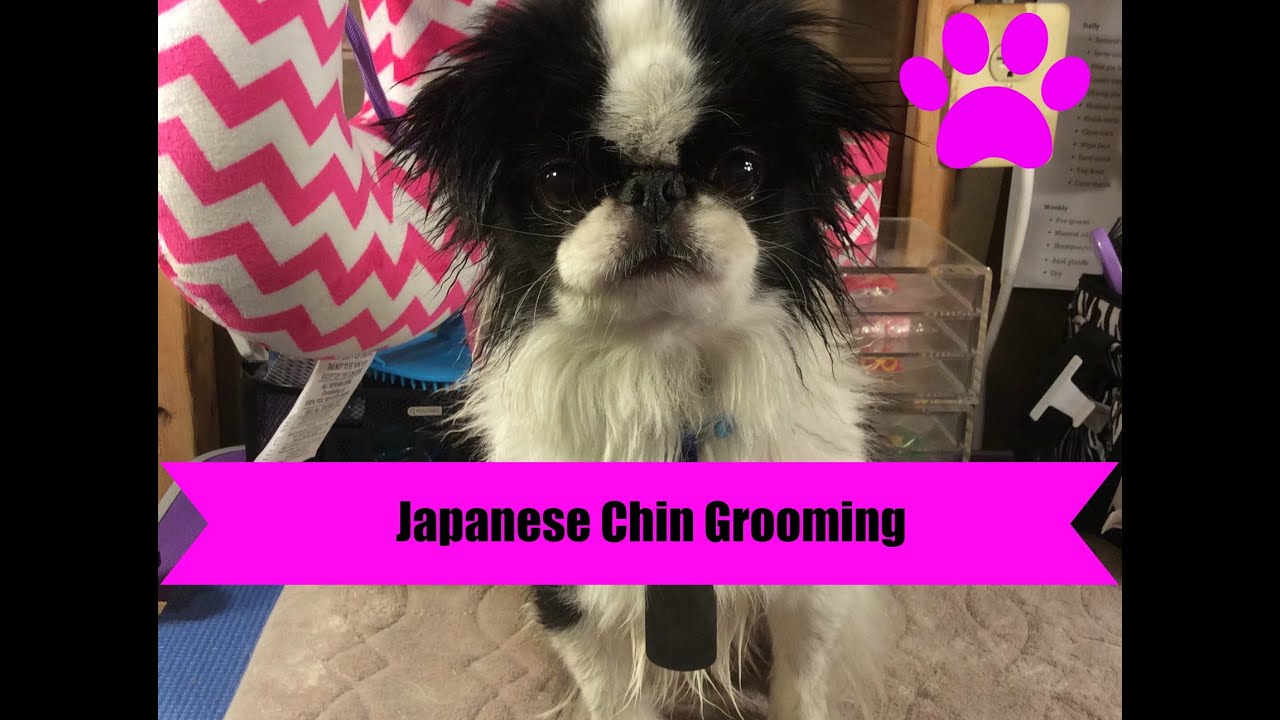 Japanese Chin Grooming
