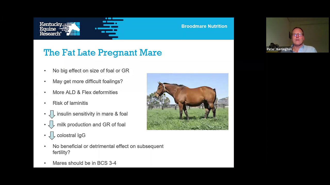 Webinar: Feeding Broodmares