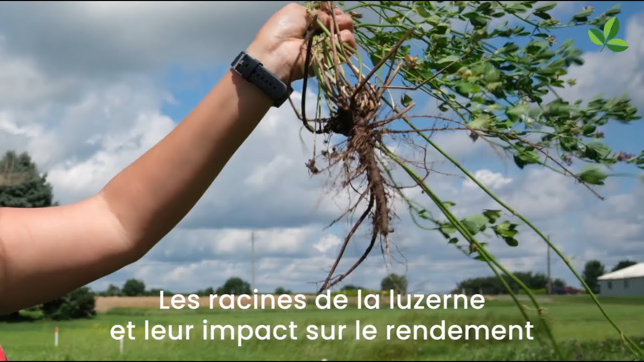 Les racines de la luzerne et leur impact sur le rendement