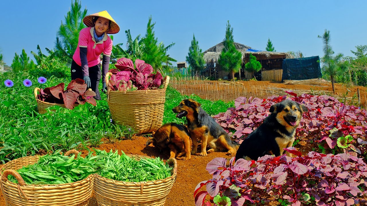 Harvest Red Amaranth And Water Spinach Goes To Market Sell,  Plant Winter Melon And Bitter Melon.