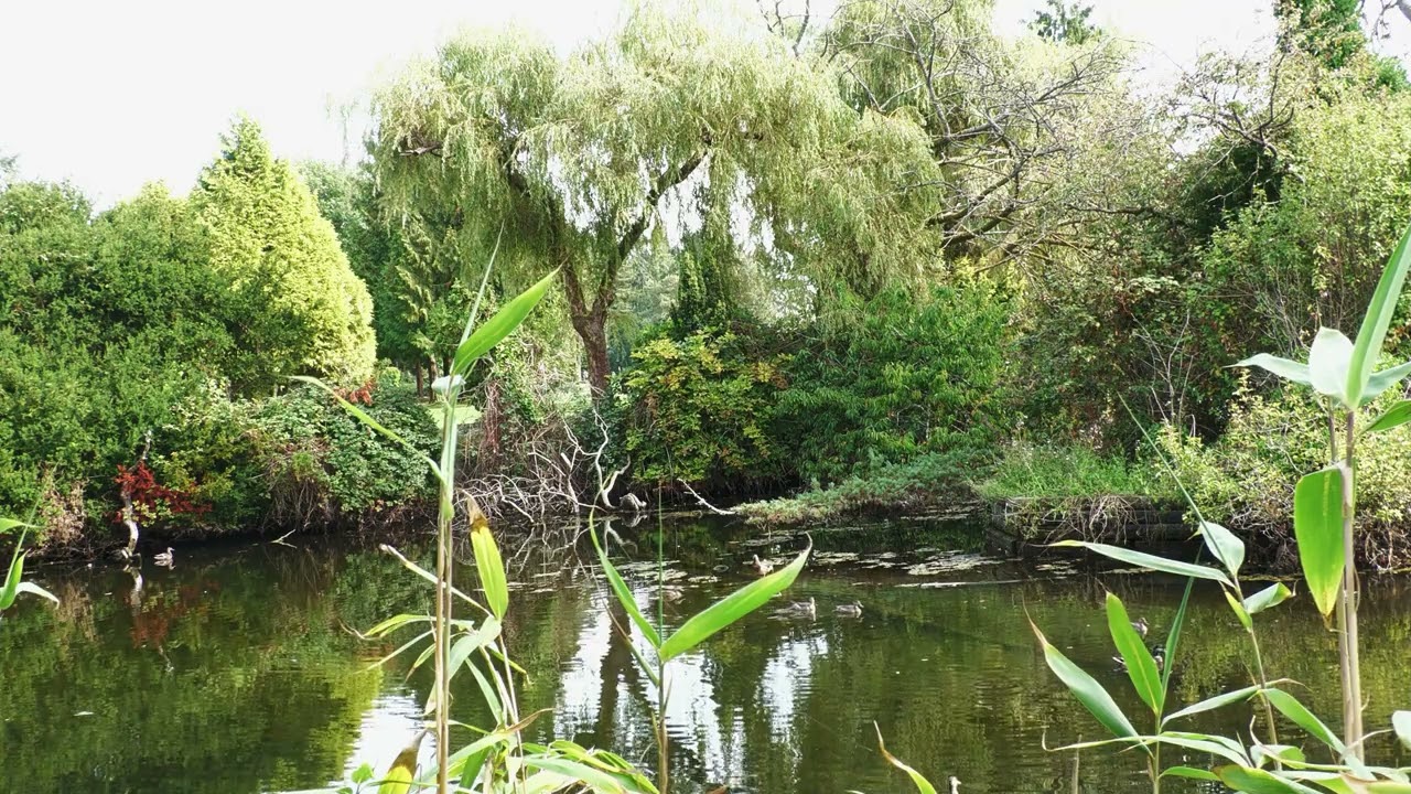 Ambleside Pond, West Vancouver, BC 4K