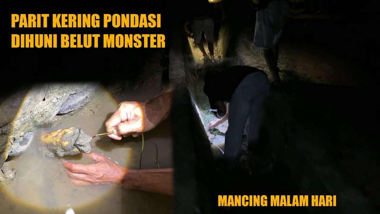 MANCING BELUT MALAM HARI DIPARIT PONDASI STRIKE BELUT BESAR