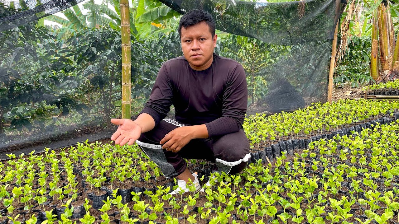 Pasos Para Hacer Semilleros De Café Para Tu finca Cafetera