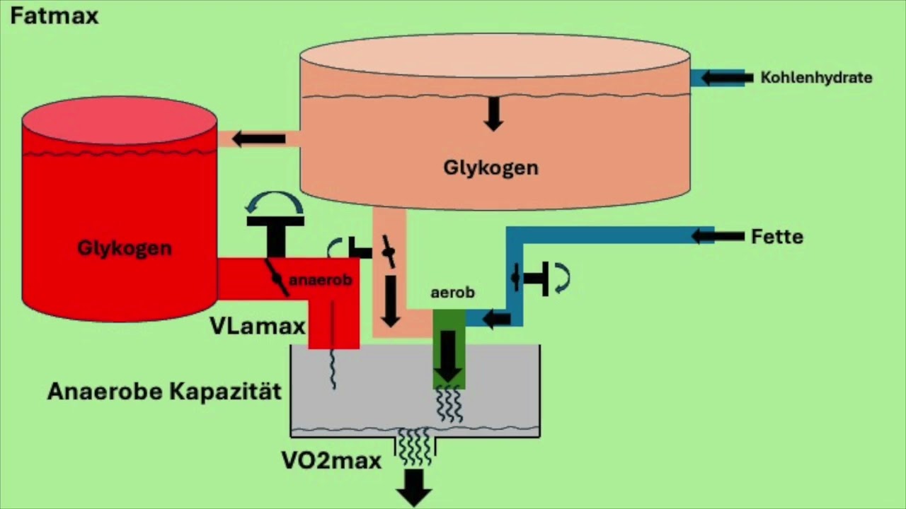 VO2max, VLamax, anaerobe Schwelle, anaerobe Kapazit&auml;t - Wie h&auml;ngt das alles zusammen?