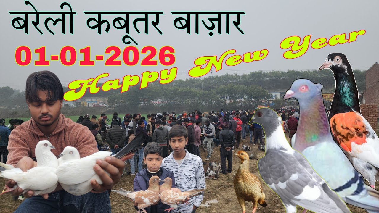 Bareilly Kabootar market  (Fatehganj) 01-01-2026.  बरेली की सबसे बड़ी कबुतर मण्डी फतेह गंज।
