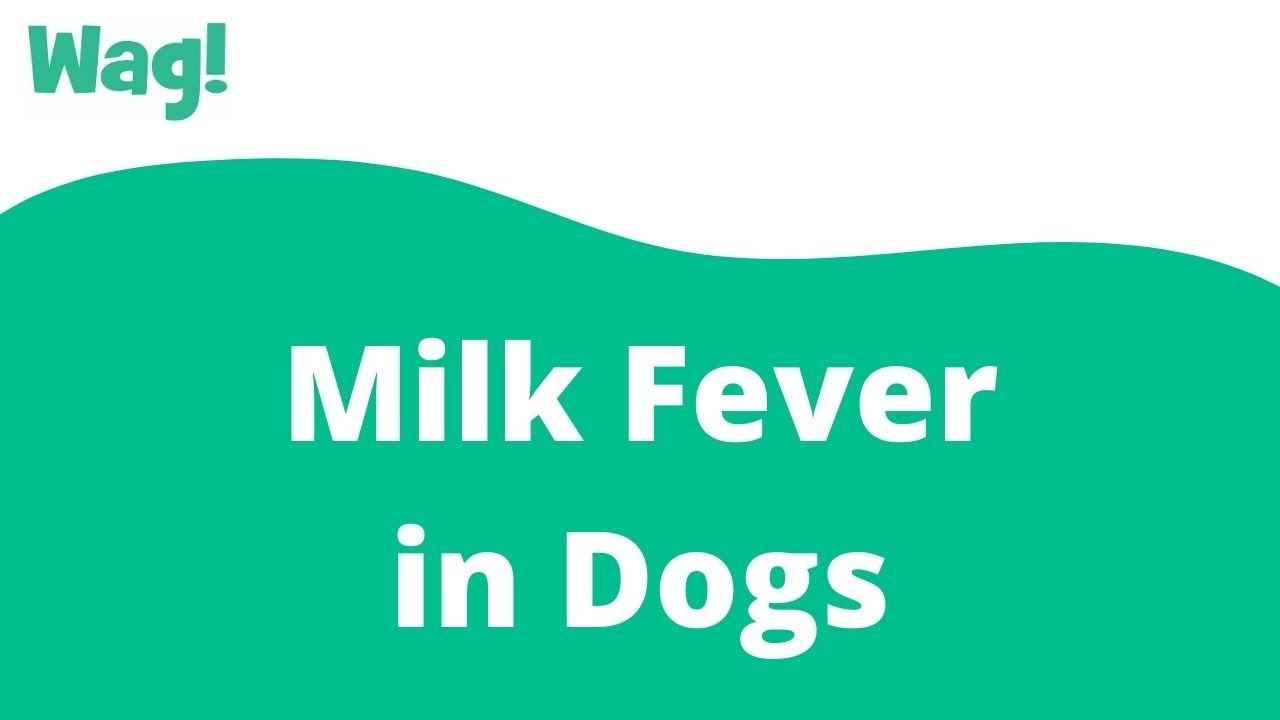 Milk Fever in Dogs | Wag!