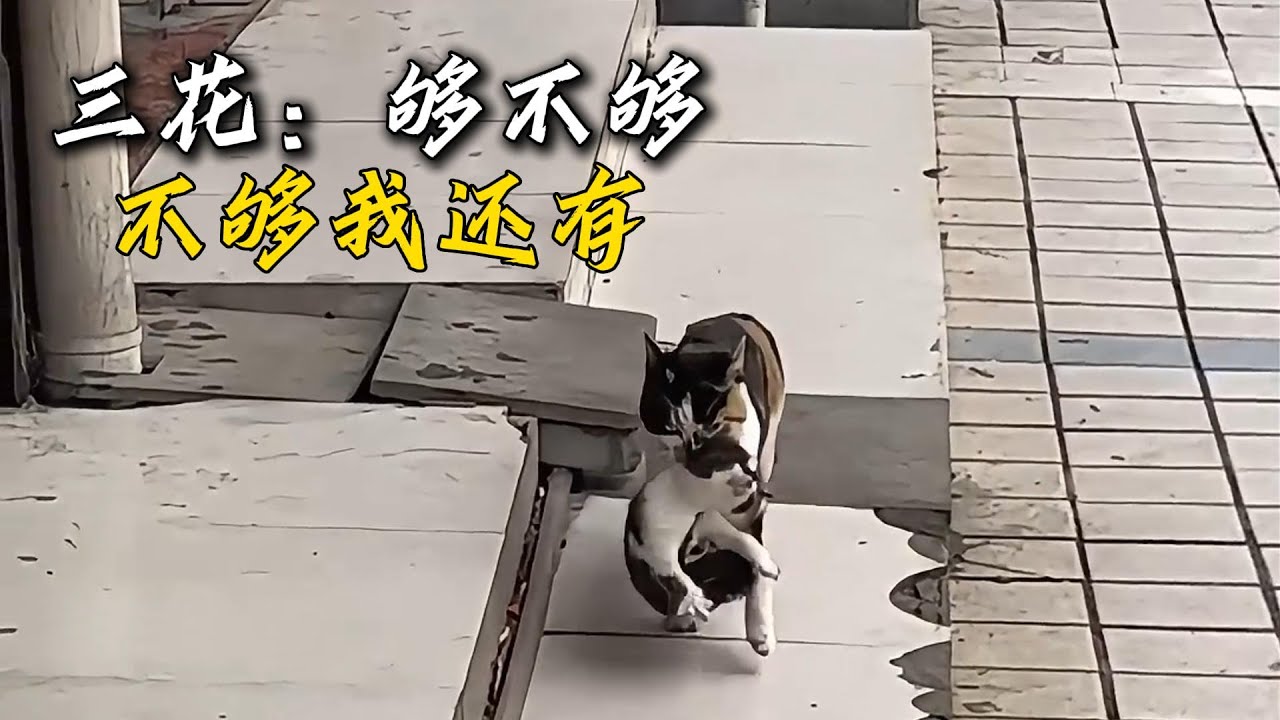 只是完成了一個簡單的約定，三花卻完全信任了她，小姐姐直呼養不起養不起
