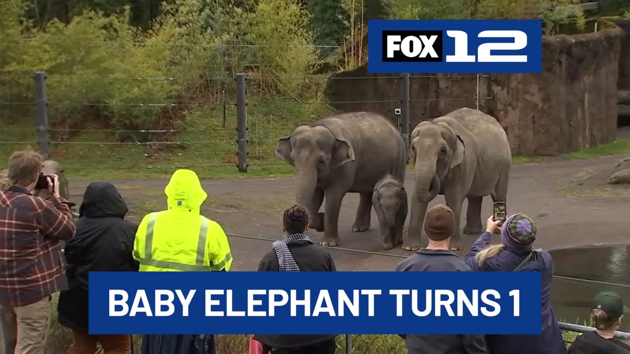 Oregon Zoo’s baby elephant, Tula-Tu, turns 1