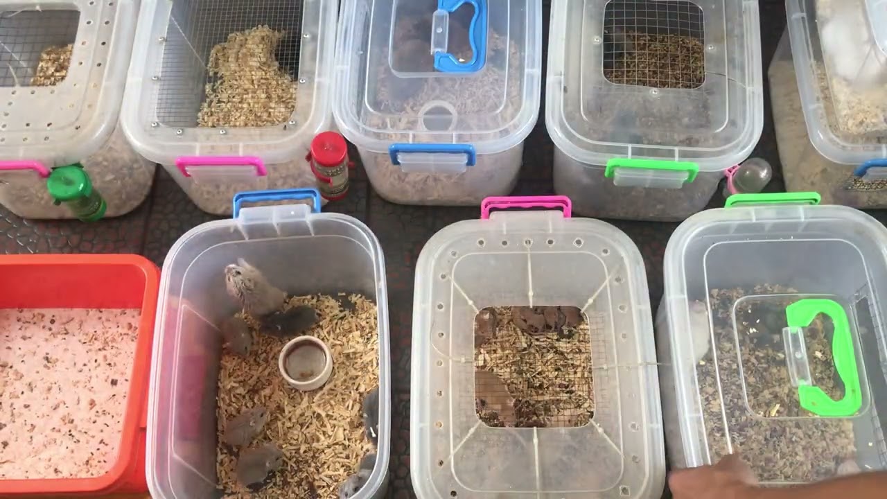 Tutorial for Separation, Anong mga klase ng Hamsters ba ang dapat? ihiwalay ang Male sa Female.
