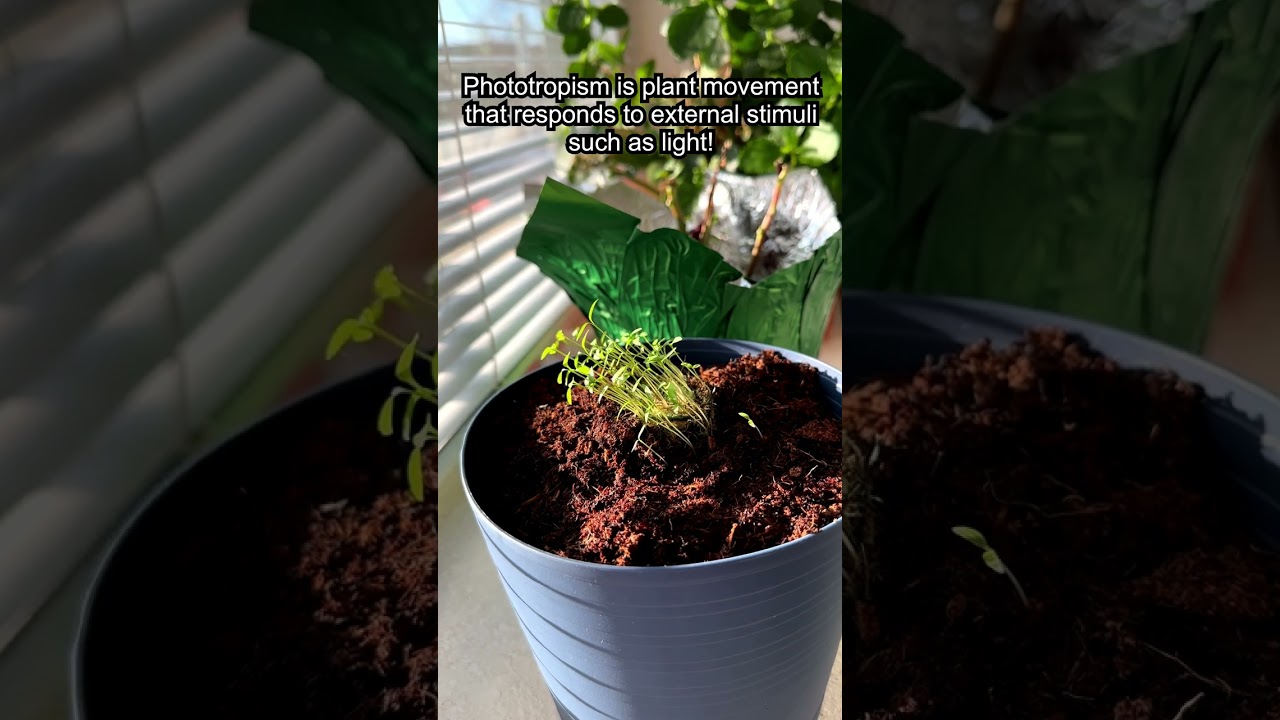 Phototropism helps plants survive!