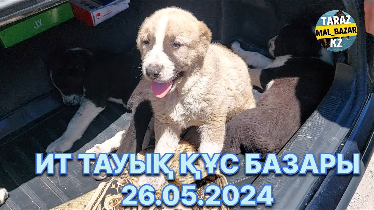 Тауық құс ит  бағалары 26/05/2024 Taraz / Тараз қаласы ✅ #2024