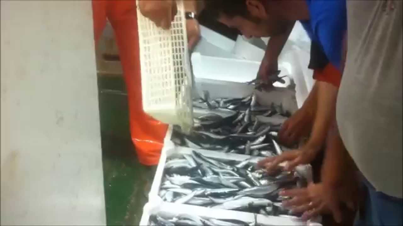 Terrasini pesca di alici sul m/p maestrale .mp4