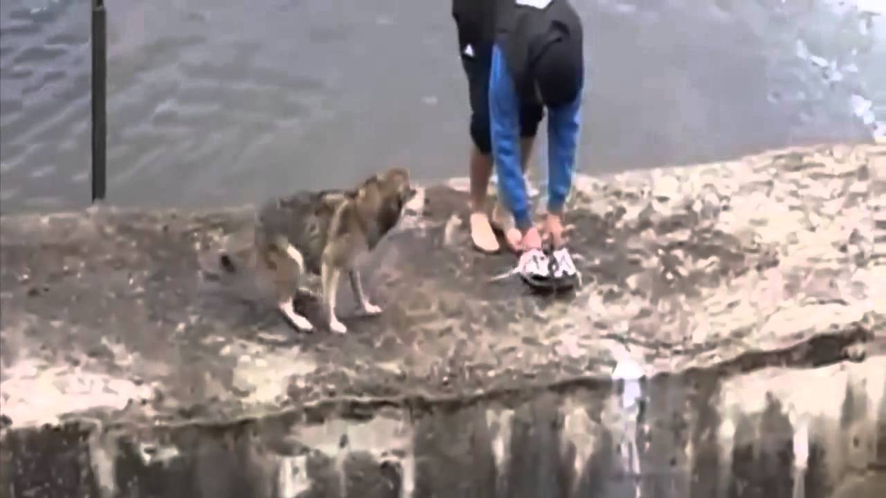 Animales rescatados por personas buenas 1  parte sorprendente