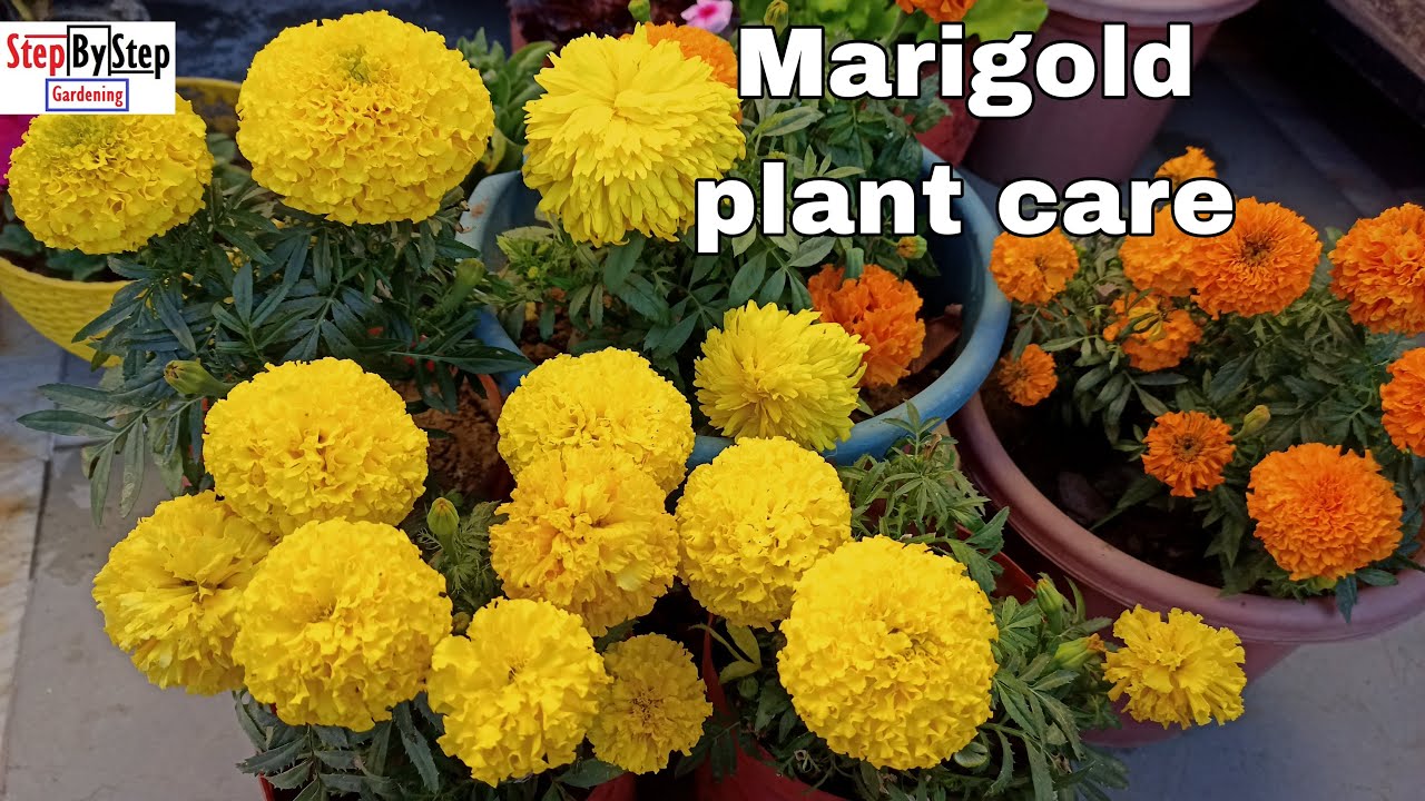 How to grow and care Marigold//गेंदे के पौधे से ज्यादा फूल लेने का तरीका