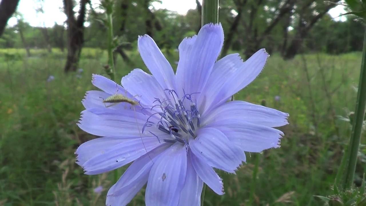 Цикорий. Chicory. Cich&oacute;rium
