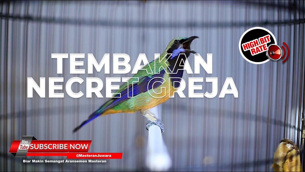 🔴Masteran Necret Gereja Tarung Mix Kapas Tembak❗️Cucak Cungkok Jantan Gacor Terbaru