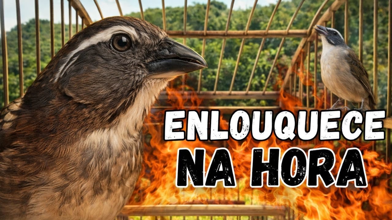 ESQUENTAR TRINCA FERRO FRIO 🟢TRINCA FERRO NO MATO 🟢LEVANTE SEU TRINCA FERRO MELHOR ESQUENTAR TRINCA